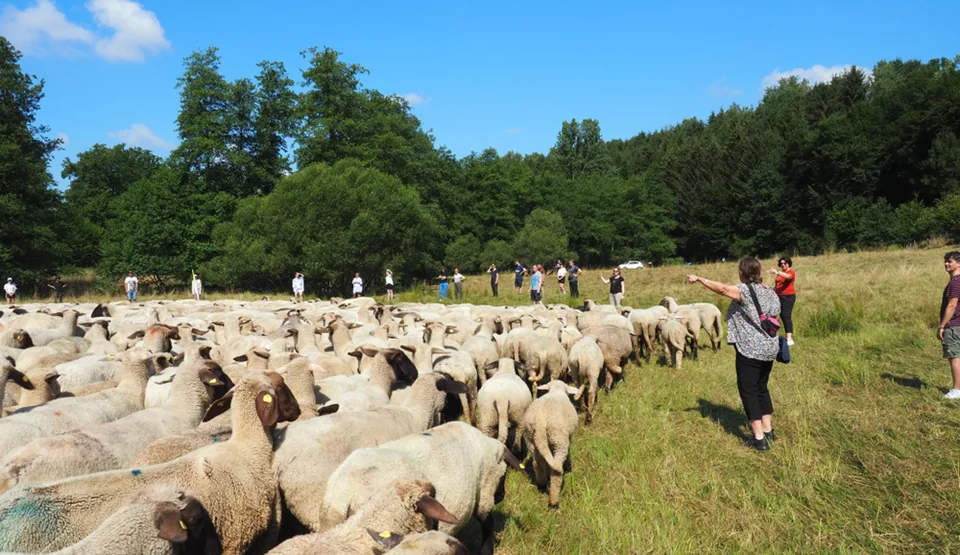 Führungskräfte gemeinsam mit einer großen Schafherde